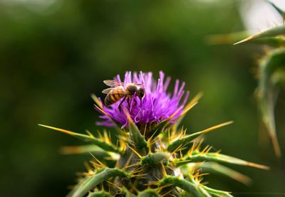 Close-up of bee on thistle flower