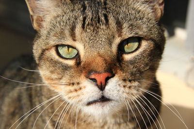 Close-up portrait of a cat