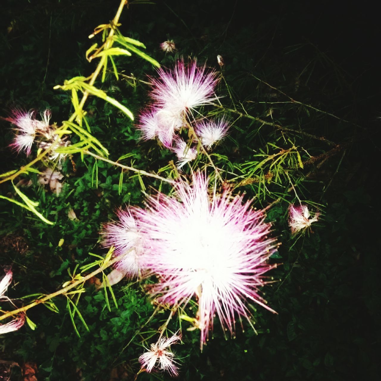 glowing, exploding, night, celebration, firework display, firework - man made object, sparks, flower, fire - natural phenomenon, long exposure, close-up, outdoors, illuminated, motion, no people, pink color, firework, multi colored, low angle view, event