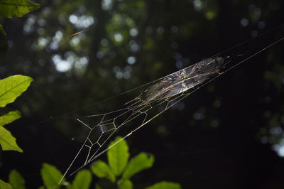 Close-up of water drops on spider web