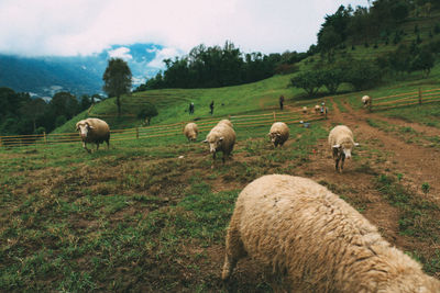 Sheep grazing in a field