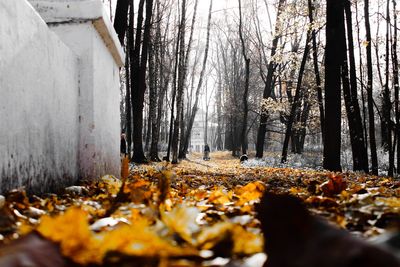 Trees in forest during autumn