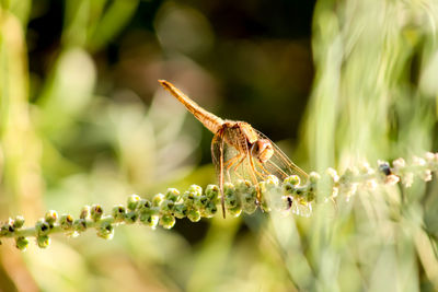 Close-up of insect on plant