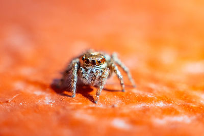 Close-up of spider