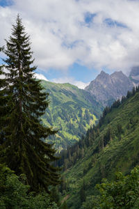 Scenic view of pine trees against sky