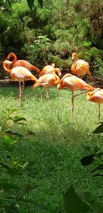 View of birds in the forest