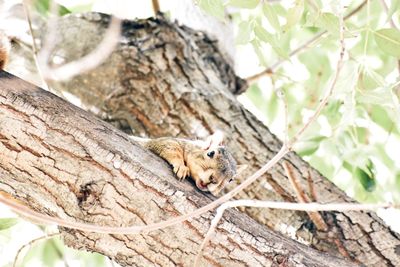 Close-up of lizard on tree