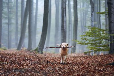 Dog in the middle of foggy forest. happy labrador retriever running with stick in mouth.