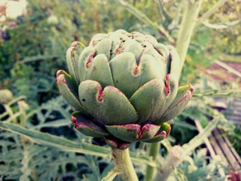 Close-up of flower buds