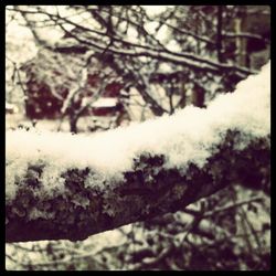 Snow covered trees