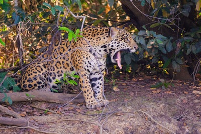 View of cat on field