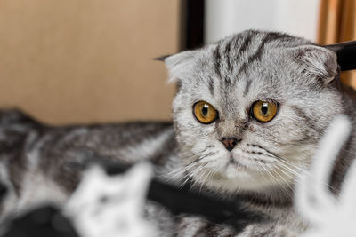 Close-up portrait of a cat at home