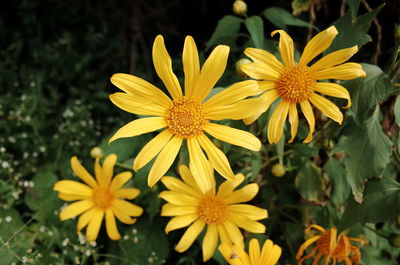 Close-up of yellow flower