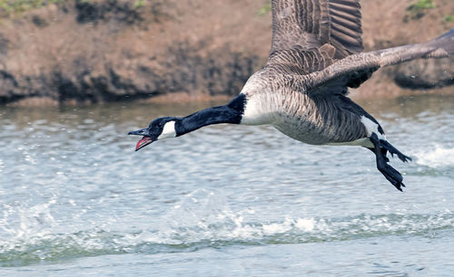 Bird flying over lake