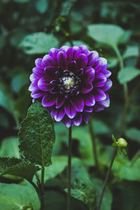 Close-up of purple flowering plant