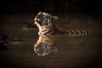 Tiger swimming in the wild