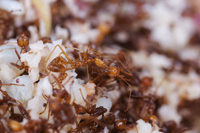 Close-up of ant on leaf