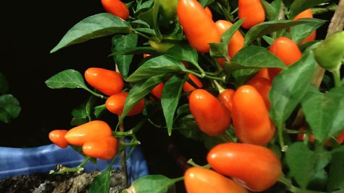 Close-up of tomatoes