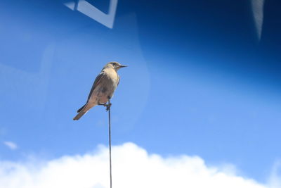 Low angle view of bird perching on pole