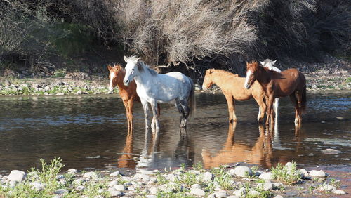 Horses in a lake