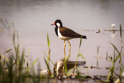 Side view of a bird in lake