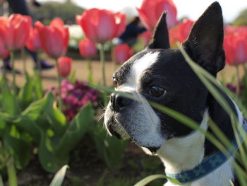 Close-up of a dog looking away