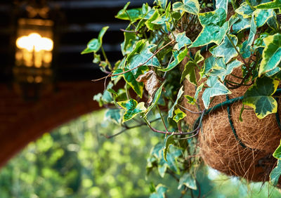 Close-up of fresh green plants