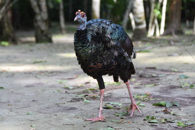 Close-up of ocellated turkey 