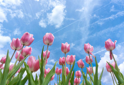 Close-up of pink tulips against sky