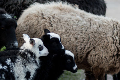 High angle view of sheep with lamb