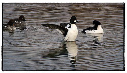 Ducks swimming on lake