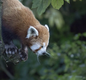 Close-up of red panda against trees