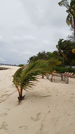 Palm trees on beach against sky