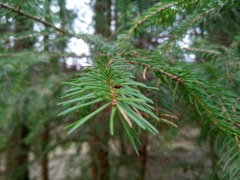 Close-up of fresh green plant