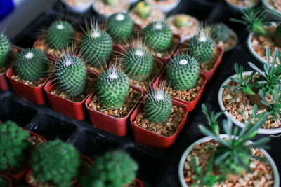 High angle view of succulent plants