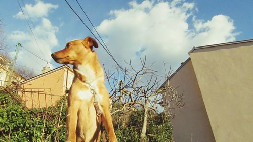 Low angle view of dog against sky