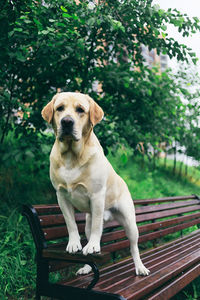 Portrait of dog sitting on bench in park
