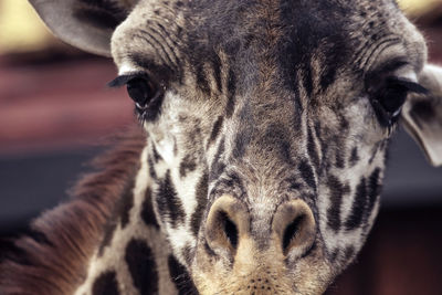 Close-up portrait of a horse