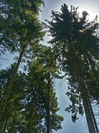 Low angle view of trees against sky