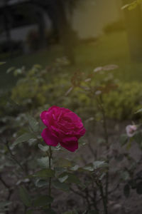 Close-up of pink rose