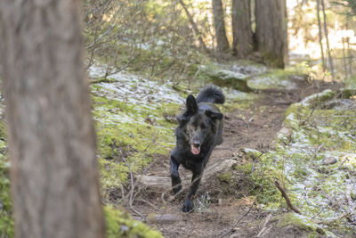 View of a horse in the forest