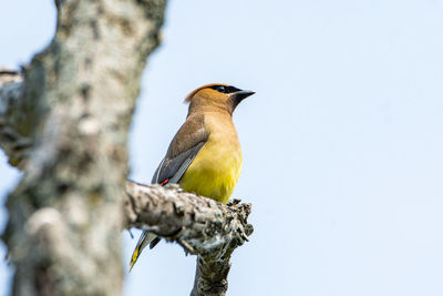 Low angle view of bird perching on branch