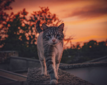 Portrait of cat by orange sky during sunset