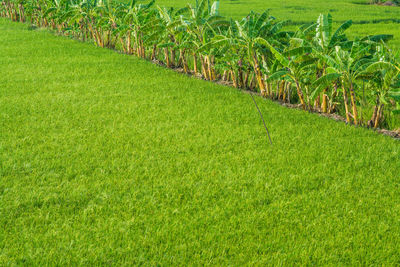 Scenic view of grassy field against sky