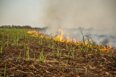 Plants growing on field against sky