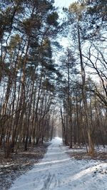 Snow covered trees against sky