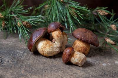 Close-up of mushrooms growing on rock