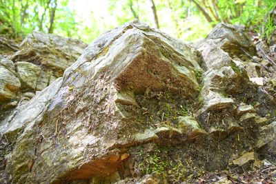 Close-up of moss on tree trunk