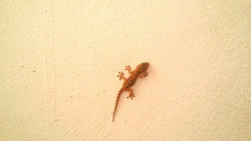 Close-up of lizard on sand