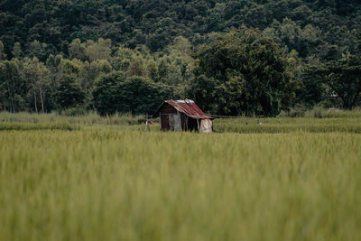 House on field against trees